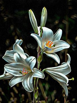 St Bruno's Lily by Dorothy Berry-Lound