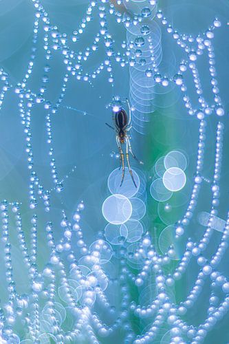 Blue Magic