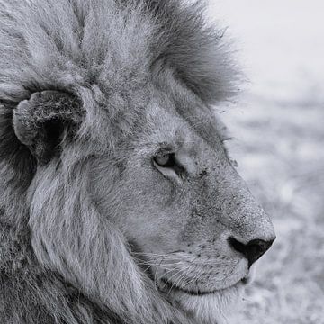 Roi de la jungle, lion du Serengeti sur Marco van Beek