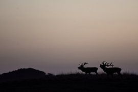 Red deer during the rut by Danny Slijfer Natuurfotografie