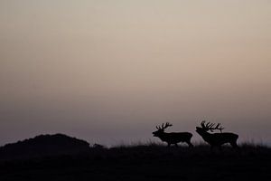 Cerfs rouges en rut sur Danny Slijfer Natuurfotografie