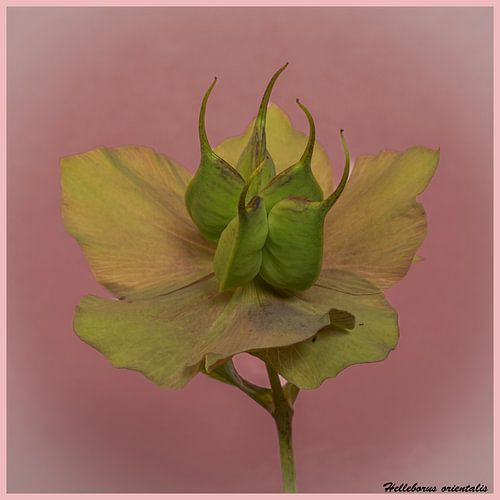 Helleborus orientalis