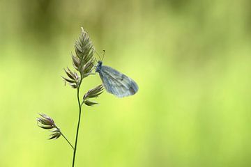 Weißer Schmetterling, Der Senfweißling von Gonnie van de Schans