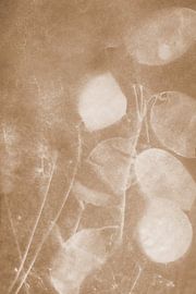 Lunaria Honesty Sepia Tone by Karen Kaspar
