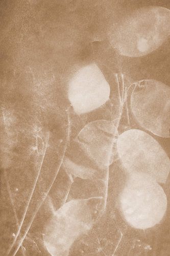 Silberblatt Sepiatönung von Karen Kaspar