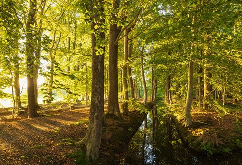 Zonsopkomst in het bos (Nederland)