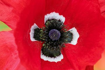 Klaproos 'Beautiful poppy' van Ivonne Fuhren- van de Kerkhof