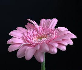 Gerbera by By Monique