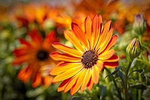 Spanisch Marguerite
