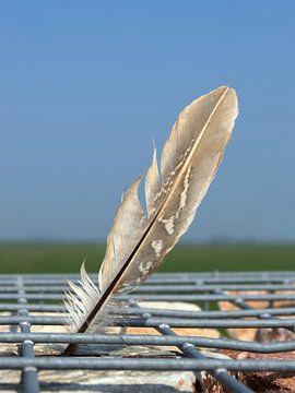 Bird feather by Greta Lipman