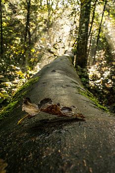 Feuille sur l'arbre