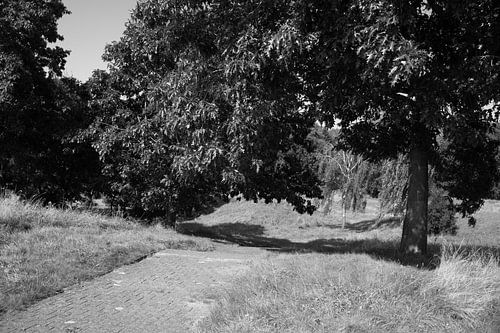 Ontdek de natuur in een bosrijk gebied in Emsland, Nedersaksen, Duitsland