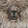 Schaap Wollie van Gisela - Art for you