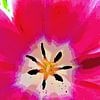 Die Tulpe von Leopold Brix