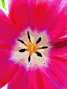 De tulp