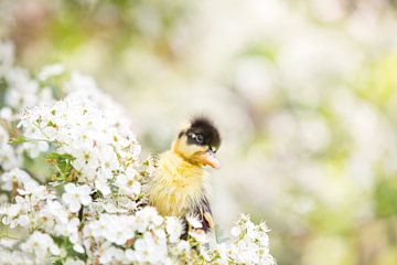 Eendenkuiken in de bloesem van Leora Kalisvaart