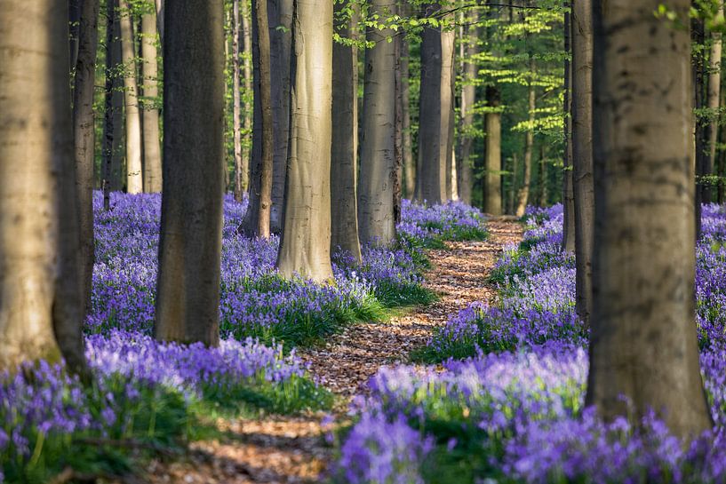 Bluebell path by Edwin Mooijaart