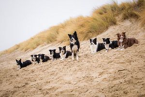 Groepsfoto border collies duinrand