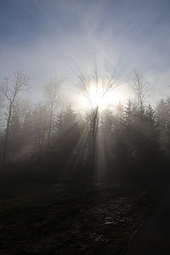 Photo de forêt avec soleil sur Seli