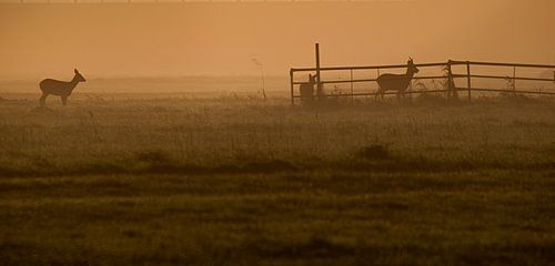 Reeboks in der Morgensonne
