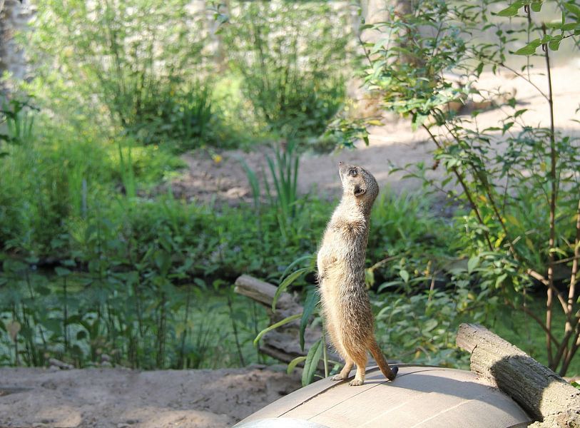 Erdmännchen von Jose Lok