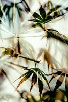 Leaves of the Japanese Maple