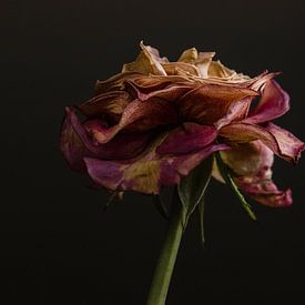 The Floral Essence II van Wendy Bos