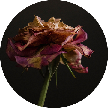The Floral Essence II van Wendy Bos