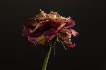 The Floral Essence II von Wendy Bos
