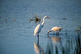 Le héron blanc et la spatule en train de pêcher de la nourriture. sur Brian Morgan