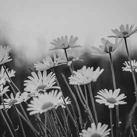 Wildflowers by Sarina Dekker