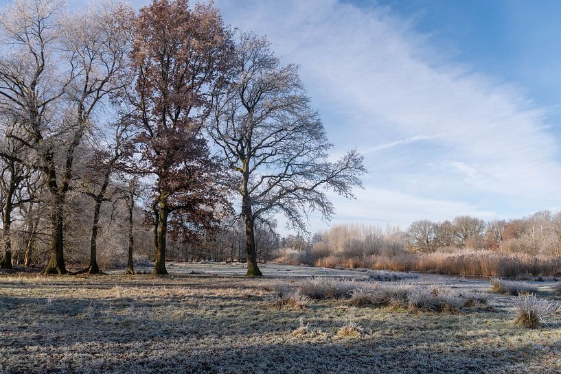 Frosted landscape by Esther's Photos