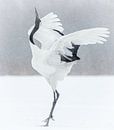 Tanzender japanischer Kranich von Gladys Klip Miniaturansicht