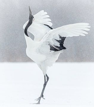 Dansende Japanse kraanvogel van Gladys Klip