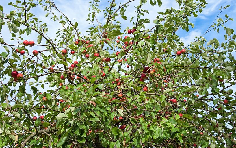 Appelboom van Bo Valentino