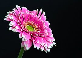Beautiful Gerbera in black by By Monique