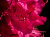 Rhododendron von Ingrid Aanen Miniaturansicht