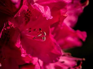 Rhododendron von Ingrid Aanen