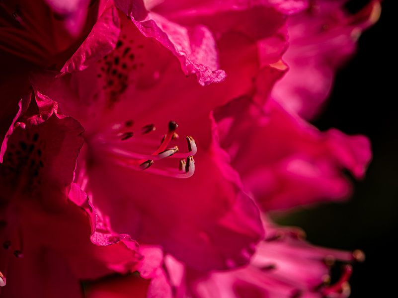 Rododendron van Ingrid Aanen