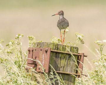 Common redshank on the lookout