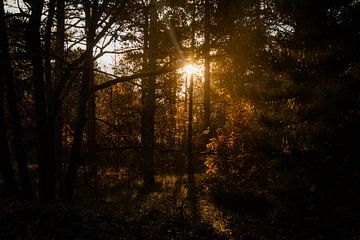 Laagstaande zon schijnt door het Ritthemse bos heen. van Hartsema fotografie