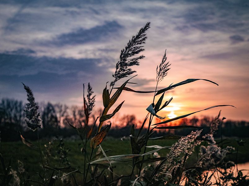 Rustgevende rietsilhouetten bij zonsondergang van Ilona Water