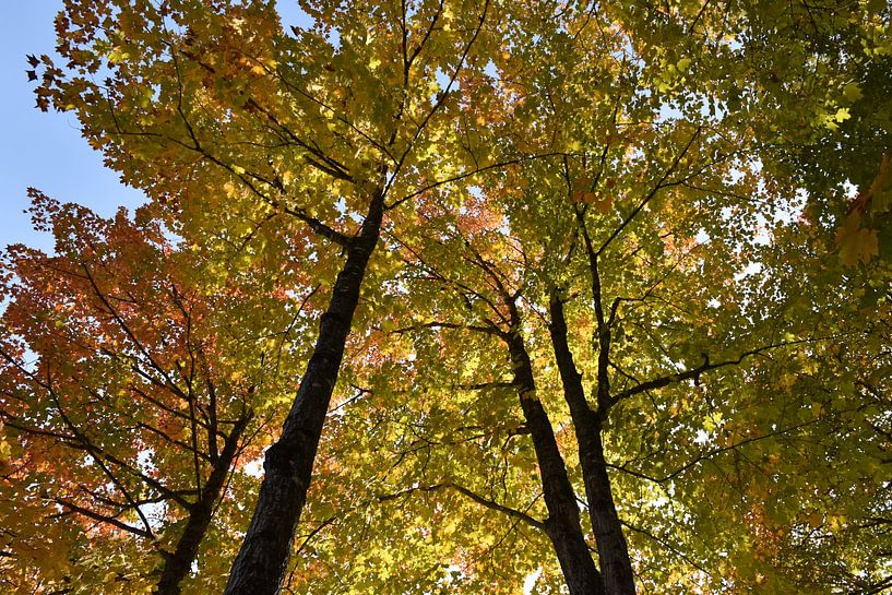 A maple forest in autumn by Claude Laprise