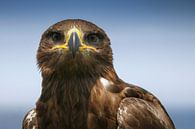 Roofvogel van RVFotoproducties Tilburg thumbnail