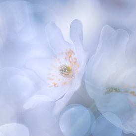Bosanemoon in kühlen Farbtönen von Monique van Genderen (in2pictures.nl fotografie)