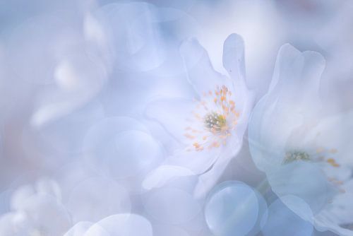 Bosanemoon in koele tinten