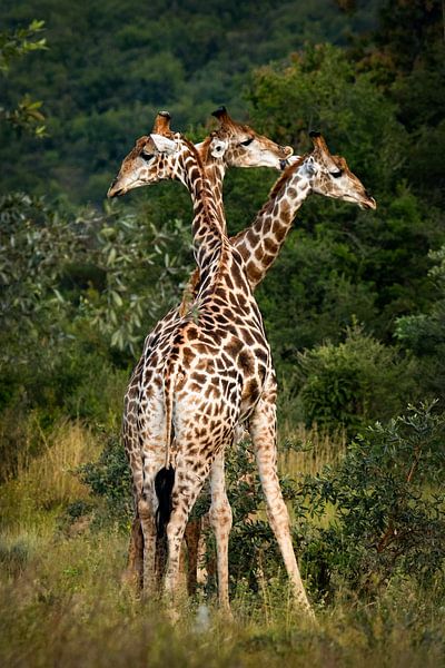 Three giraffes in Africa's beautiful countryside by Chi