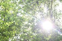Sonnenlicht