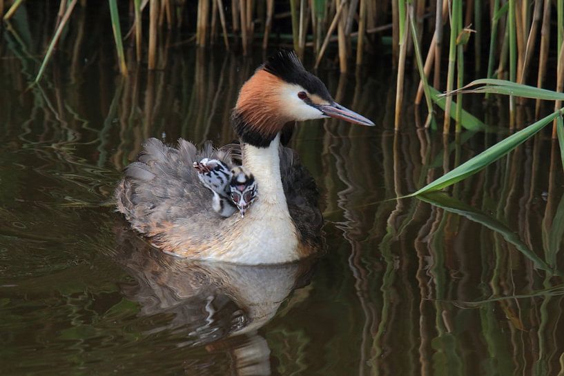 Haubentaucher mit Jungen von Rinnie Wijnstra (FotoAmeland )