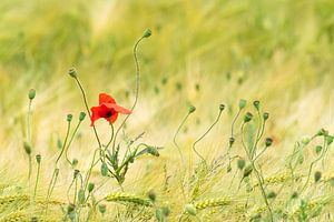 Tanzende Mohnblume